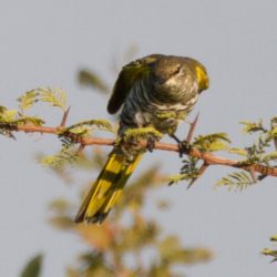 Black Cuckooshrike, Swartkatakoeroe, (Campephaga flava), Female