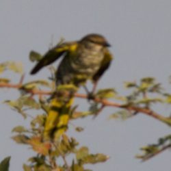 Black Cuckooshrike, Swartkatakoeroe, (Campephaga flava), Female