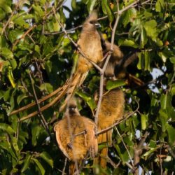 Speckled Mousebird, Gevlekte Muisvoël, (Colius striatus)