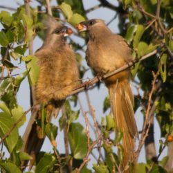 Speckled Mousebird, Gevlekte Muisvoël, (Colius striatus)
