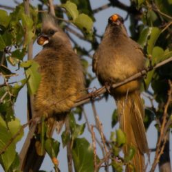 Speckled Mousebird, Gevlekte Muisvoël, (Colius striatus)