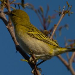 Southern Masked Weaver, Swartkeelgeelvink, (Ploceus velatus)