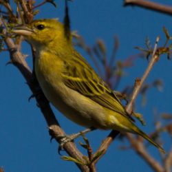 Southern Masked Weaver, Swartkeelgeelvink, (Ploceus velatus)