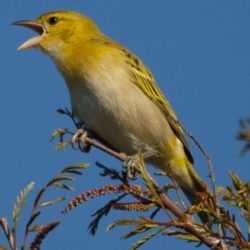 Southern Masked Weaver, Swartkeelgeelvink, (Ploceus velatus)