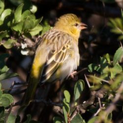 Southern Masked Weaver, Swartkeelgeelvink, (Ploceus velatus)