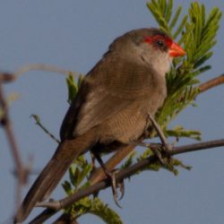 Common Waxbill, Rooibeksysie, (Estrilda astrild)