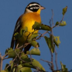Golden-breasted Bunting, Rooirugstreepkoppie, (Emberiza flaviventris)
