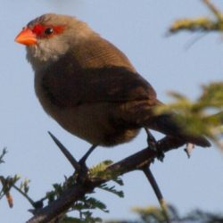 Common Waxbill, Rooibeksysie, (Estrilda astrild)