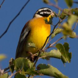 Golden-breasted Bunting, Rooirugstreepkoppie, (Emberiza flaviventris)