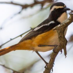 White-throated Robin-Chat, Witkeeljanfrederik, (Cossypha humeralis)