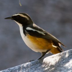 White-throated Robin-Chat, Witkeeljanfrederik, (Cossypha humeralis)