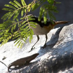 White-throated Robin-Chat, Witkeeljanfrederik, (Cossypha humeralis)