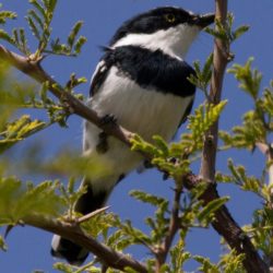 Chinspot Batis, Witliesbosbontrokkie, (Batis molitor)