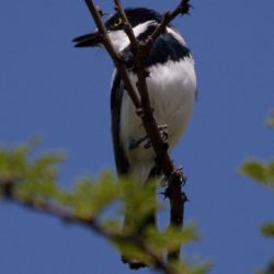 Chinspot Batis, Witliesbosbontrokkie, (Batis molitor)