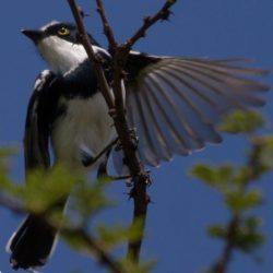 Chinspot Batis, Witliesbosbontrokkie, (Batis molitor)