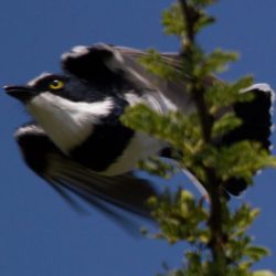 Chinspot Batis, Witliesbosbontrokkie, (Batis molitor)