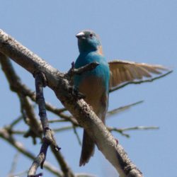 Blue Waxbill, Gewone Blousysie, (Uraeginthus angolensis)