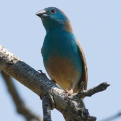 Blue Waxbill, Gewone Blousysie, (Uraeginthus angolensis)