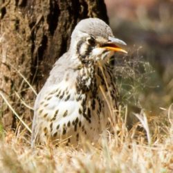 Groundscraper Thrush, Gevlekte Lyster, (Psophocichla litsitsirupa)