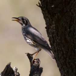 Groundscraper Thrush, Gevlekte Lyster, (Psophocichla litsitsirupa)