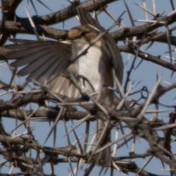 Marico Flycatcher, Maricovlieëvanger, (Bradornis mariquensis)