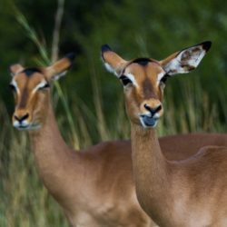 Impala