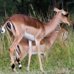 Impala