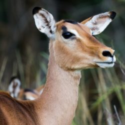 Impala