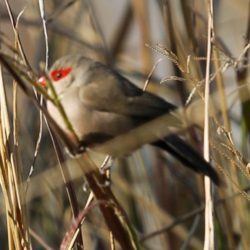 Common Waxbill, Rooibeksysie, (Estrilda astrild)