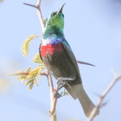 Marico Sunbird, Maricosuikerbekkie, (Cinnyris mariquensis)
