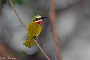 White-fronted Bee-eater, Rooikeelbyvreter, (Merops bullockoides)
