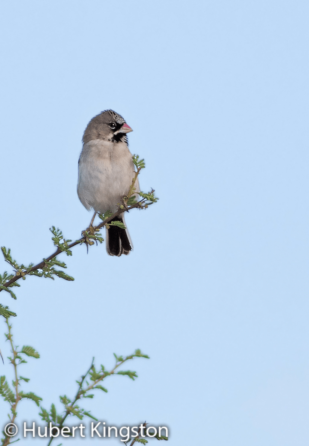 Scaly-feathered Finch, Baardmannetjie, (Sporopipes squamifrons)