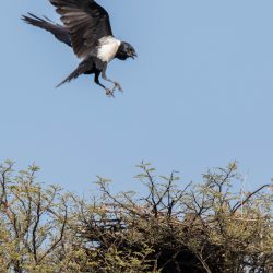 Pied Crows attack Black-chested Snake Eagle nest