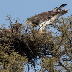 Black-chested Snake Eagle male offers snake to female