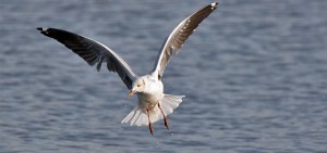 Grey-headed Gull, Gryskopmeeu - Rooiwal