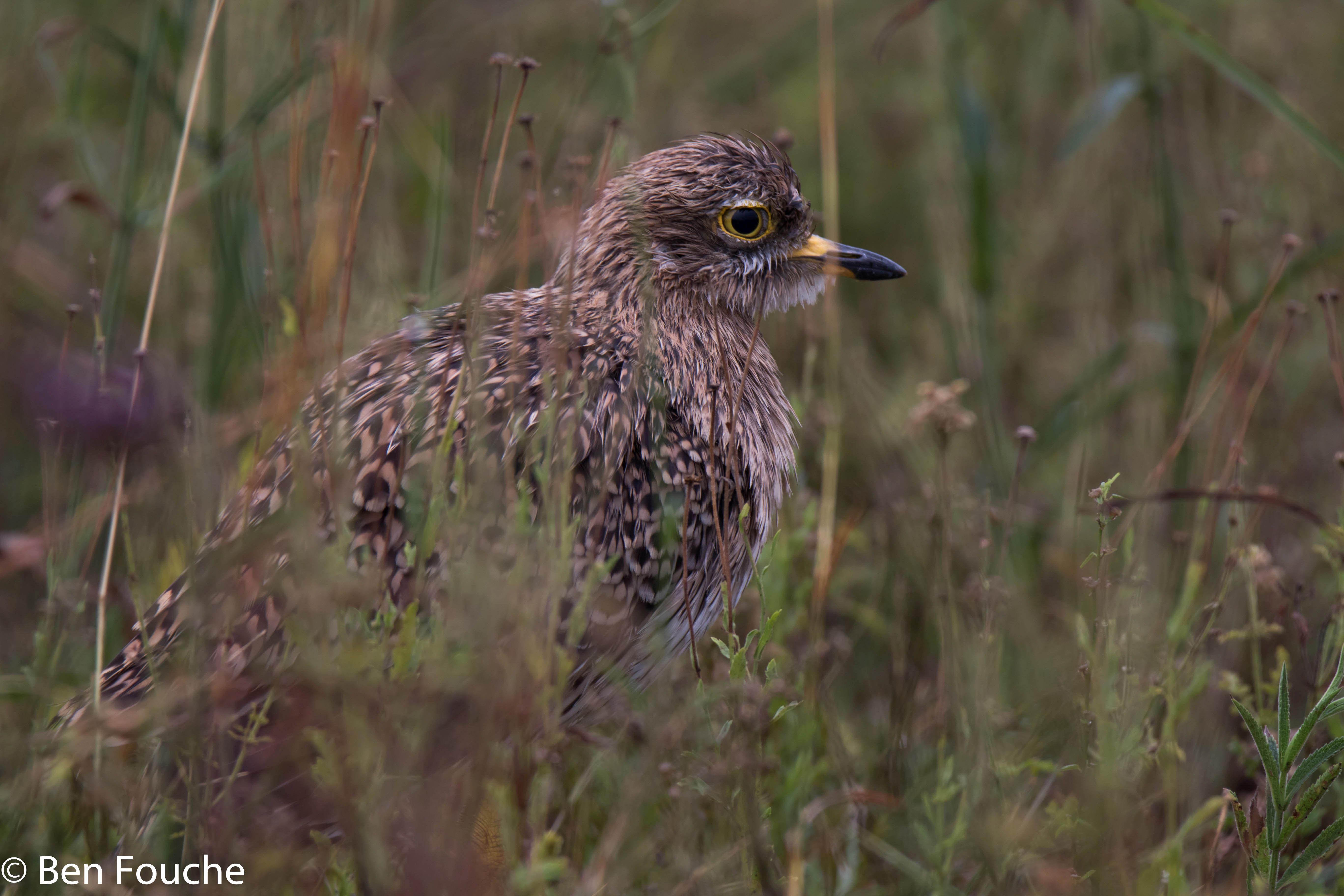 Spotted Thick-knee, Gewone Dikkop, (Burhinus capensis)