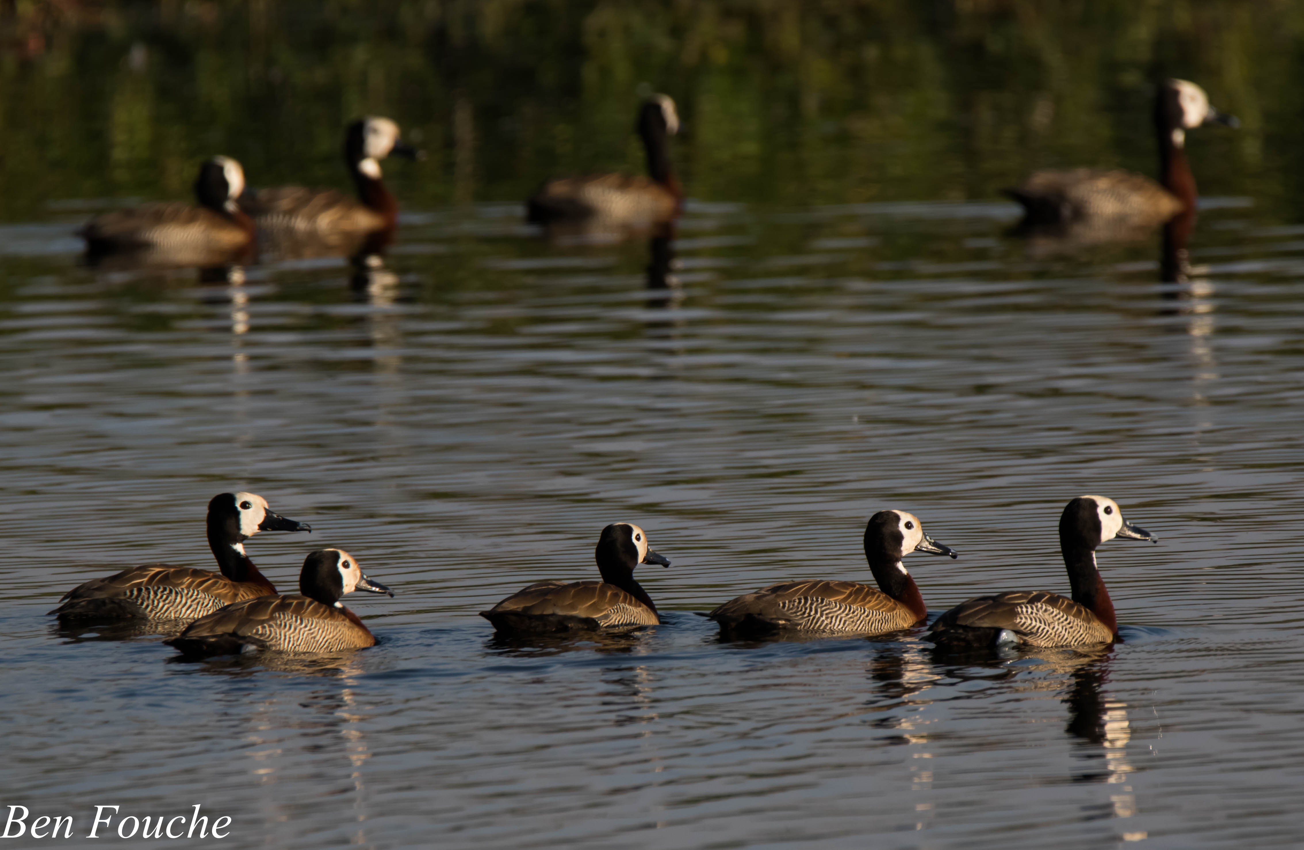 White-faced Whistling Duck, Nonnetjie-eend, (Dendrocygna viduata)