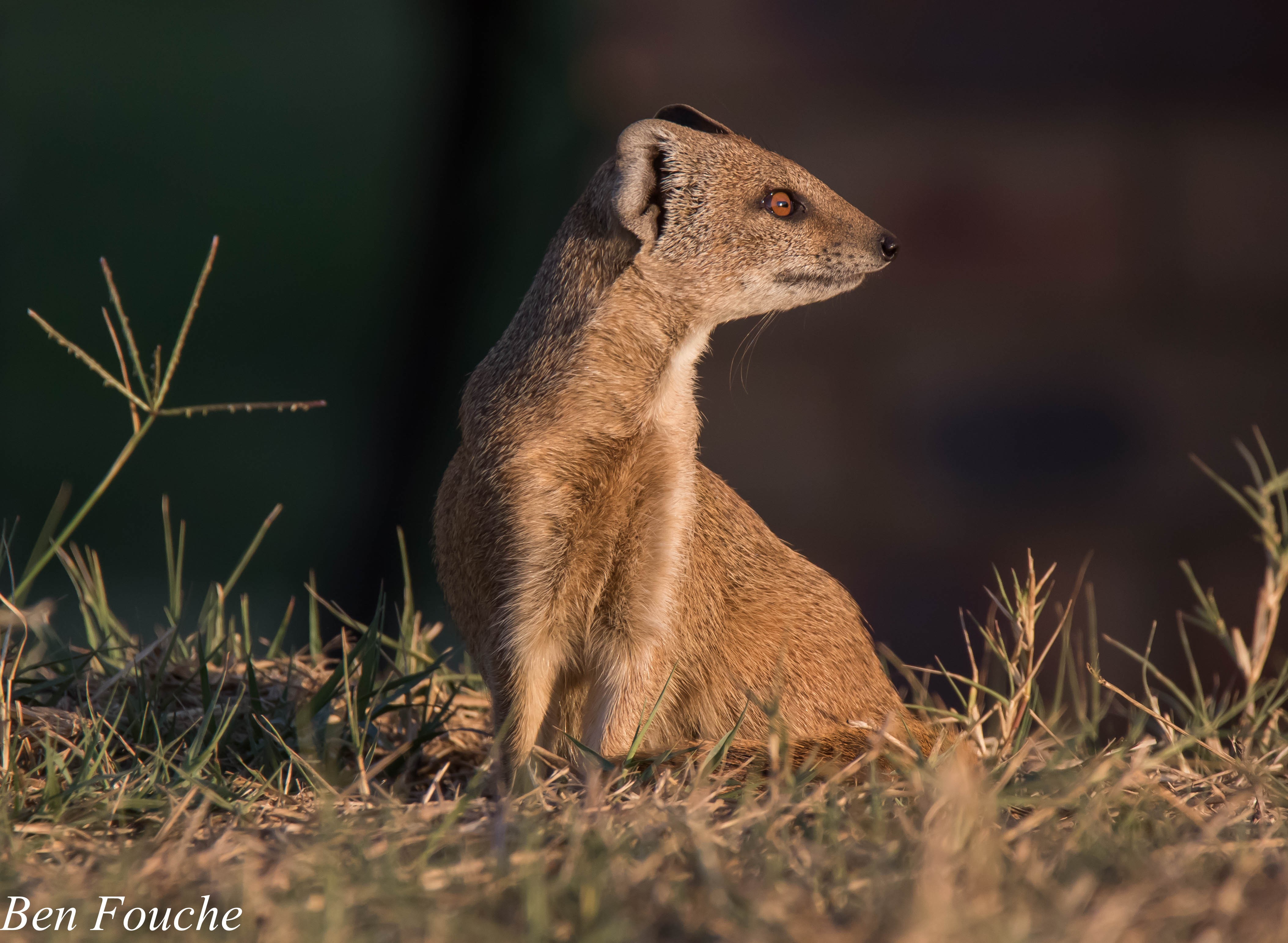 Witkwasmuishond (Yellow Mongoose)