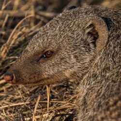 Banded Mongoose