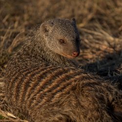Banded Mongoose