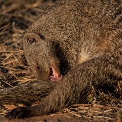 Banded Mongoose