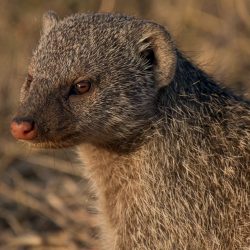 Banded Mongoose