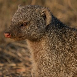 Banded Mongoose