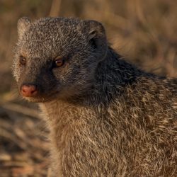 Banded Mongoose