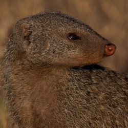 Banded Mongoose