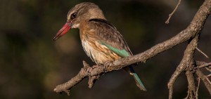 Brown-hooded Kingfisher, Bruinkopvisvanger, (Halcyon albiventris) - Roodeplaat Nature Reserve
