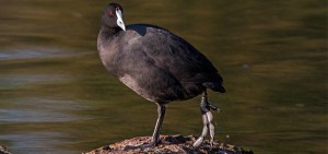 Red-knobbed Coot, Bleshoender, (Fulica cristata)