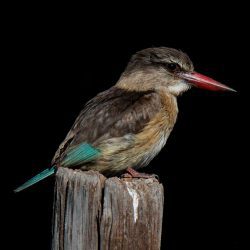 Brown-hooded Kingfisher, Bruinkopvisvanger, (Halcyon albiventris)