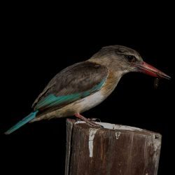 Brown-hooded Kingfisher, Bruinkopvisvanger, (Halcyon albiventris)