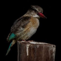 Brown-hooded Kingfisher, Bruinkopvisvanger, (Halcyon albiventris)